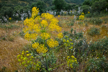 Obraz premium Mediterranean forest in springtime