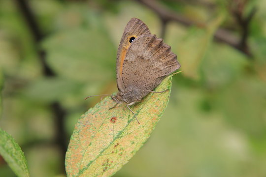 butterfly on leaf (Satyridae)