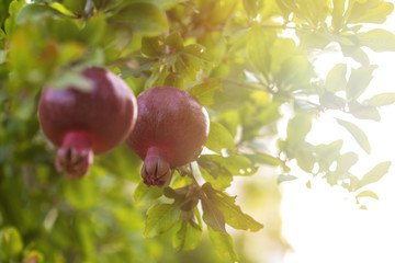 Ripe pomegranate tree is growing in garden garden. Tree branch with fresh pomegranate