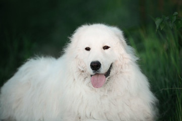 Cute maremma sheepdog. Big white fluffy dog breed maremmano abruzzese shepherd lying in the forest in summer