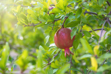 Ripe pomegranate tree is growing in garden garden. Tree branch with fresh pomegranate