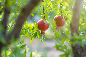 Ripe pomegranate tree is growing in garden garden. Tree branch with fresh pomegranate