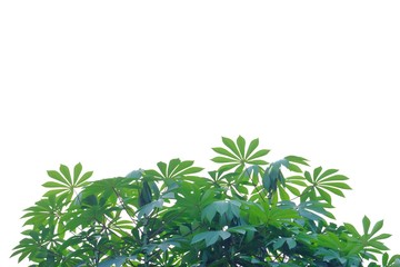 Tropical tree leaves top view on white isolated background for green foliage backdrop 