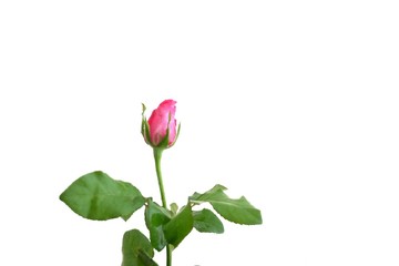 In selective focus a pink rose flower blossom with green leaves on white isolated background 