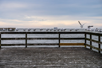 Seagulls lined up on dock fence that is covered in white bird excrement that sits over the atlantic...