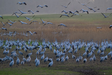 Kraniche beim Massenstart in Bewegung