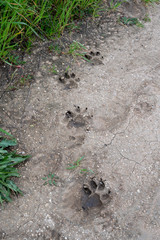Bear tracks left on a trail after a heavy rain.