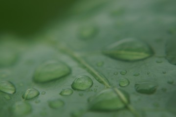 water drops on leaf
