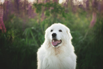happy maremma sheepdog. white fluffy dog breed maremmano abruzzese shepherd sitting in the field of lupines at sunset.