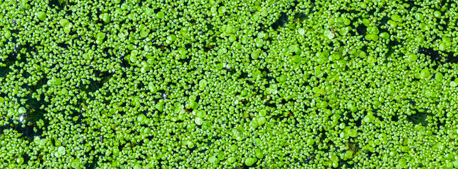 Green duckweed on the water