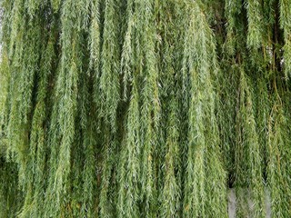 Background image. Willow branches.