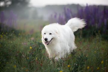 happy maremma sheepdog. Big white dog breed maremmano abruzzese shepherd strolling in the field of lupines at sunset.