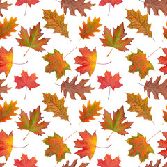 Pattern oak, maple, sycamore multicolored autumn leaf  on white background.