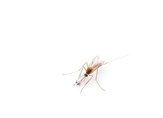 Supermacro of Mosquito isolated on white.