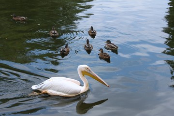 pelican et canards