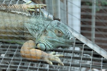 Reptile