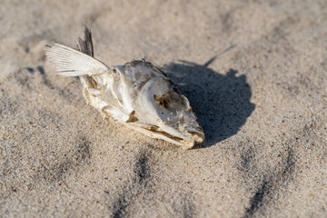 dried fish skeleton lying on the sand