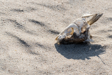 dried fish skeleton lying on the sand