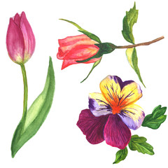 Viola, rose and tulip floral botanical flower. Watercolor background set. Isolated flowers illustration element.