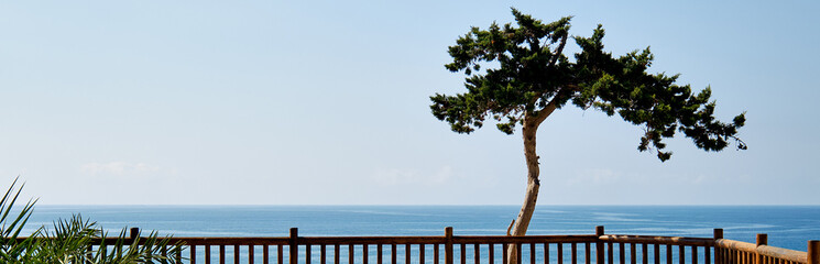 Panoramic view lonely tropical tree and Mediterranean sea