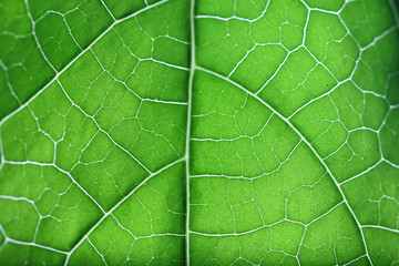 Macro photo of structure of green leaf