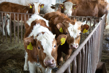 tawny-and-white blotchy cows in a pen in a barn