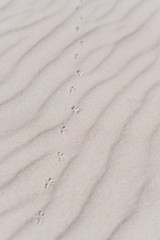 Fototapeta na wymiar Weißer Sand, Strandsand und Vogelspuren mit Textfeld Textur mit leichten Wellen Oberfläche und geringe Schärfentiefe