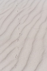 Fototapeta na wymiar Weißer Sand, Strandsand und Vogelspuren mit Textfeld Textur mit leichten Wellen Oberfläche und geringe Schärfentiefe