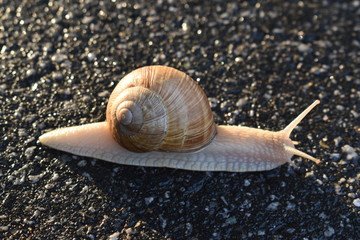 Schnecke