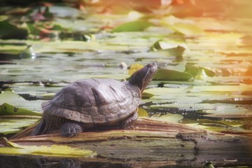 Red-eared turtle in the pond on the Board. Turtle in a non-native habitat. Trachemys scripta...