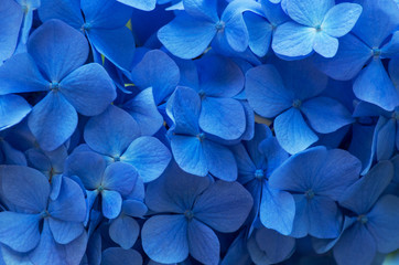 Blue Hydrangea background. Hortensia flowers surface.