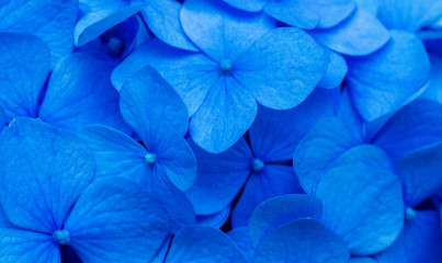 Blue Hydrangea background. Hortensia flowers surface.
