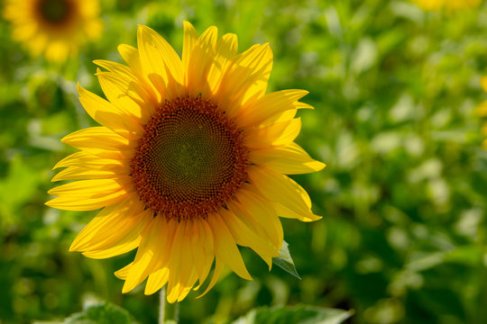 yellow sunflower on green background