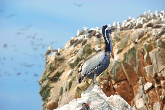 Aquatic birds at Paracas National Reservation, or the Peruvian Galapagos. At the reserve there are the Islas Ballestas, islands which are off limits to people, but boat tours can get close
