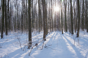 Beautiful winter landscape in the forest.