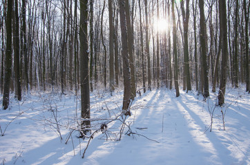 Fototapeta premium Beautiful winter landscape in the forest.