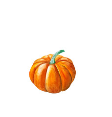 Pumpkin by a watercolour.On isolated white background. Watercolor postcard, illustration