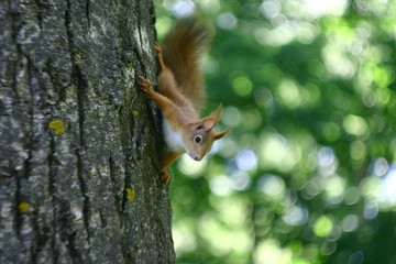 squirrel on tree