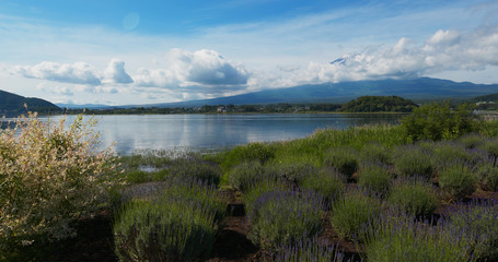Mountain Fuji in Kawaguchiko Lake with Lavender garden of Japan