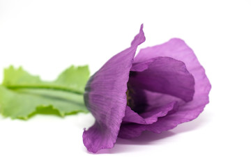 Purple poppy flower isolated on white background