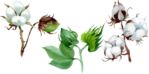 White cotton floral botanical flower. Watercolor background illustration set. Isolated cotton illustration element.