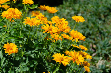 Blooming yellow flowers in summer garden