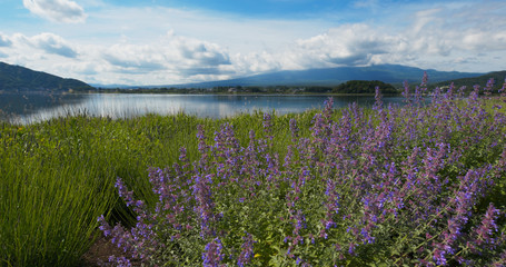 Fototapeta premium Fujisan and Lavender field in Kawaguchiko