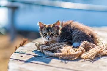 Portrait of a gray domestic kitten outdoors.