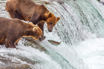 Grizzly bears fishing for salmon at Brooks Falls, Katmai NP, Alaska