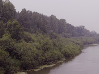 The river bank is overgrown with bushes, trees with water lilies on a blue foggy day.