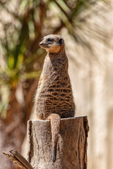 Meerkats on the lookout for predators
