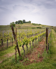 Fototapeta na wymiar Vineyard in Alsace, France. Row of vines in a field with a blue sky.