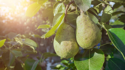 Pear fruit on tree agriculture