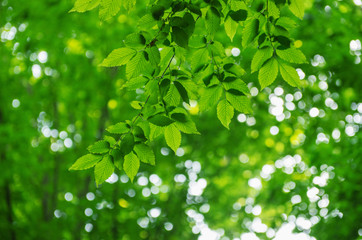 Fototapeta na wymiar Green leaves over abstract background
